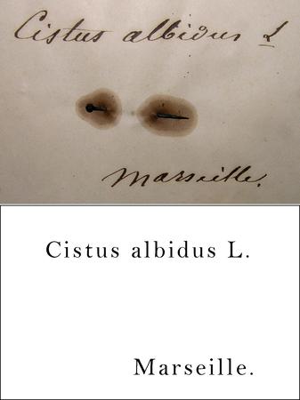 Godron Transcription