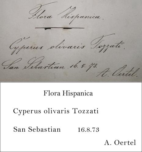 Oertel Transcription