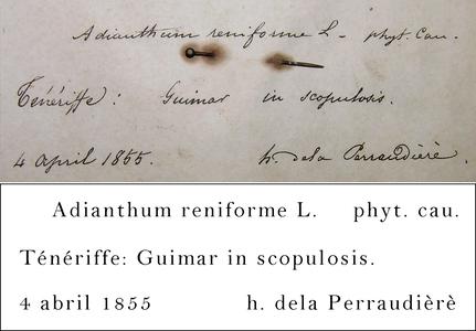 Perraudière Transcription