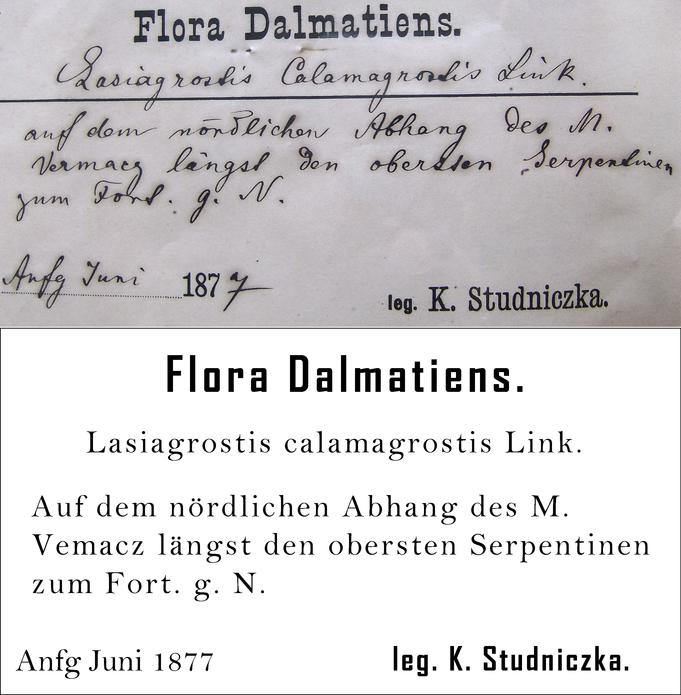 Studniczka Transcription