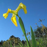 Iridaceae_croped